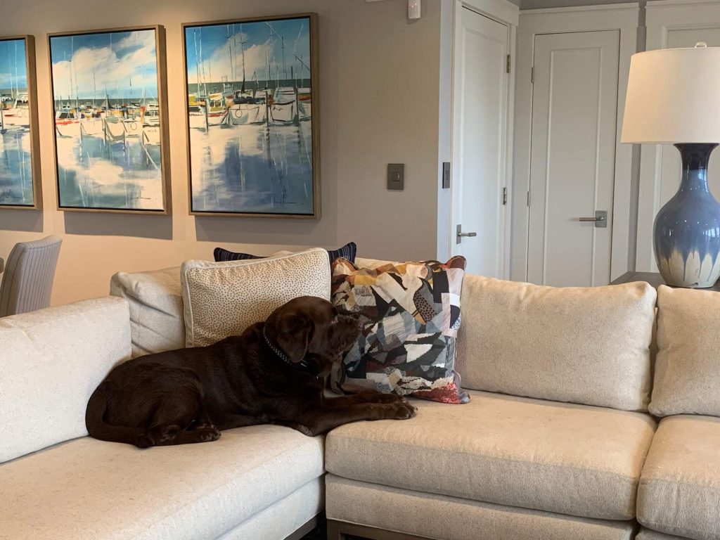 Brown Labrador laying on white sectional.